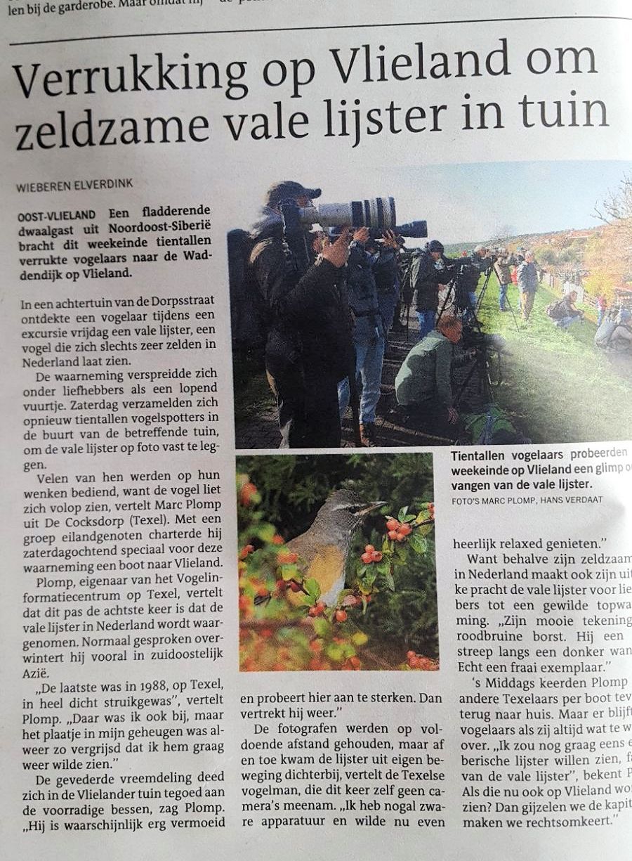 Leeuwarder courant - Verruking op Vlieland om zeldzame vale lijster in tuin