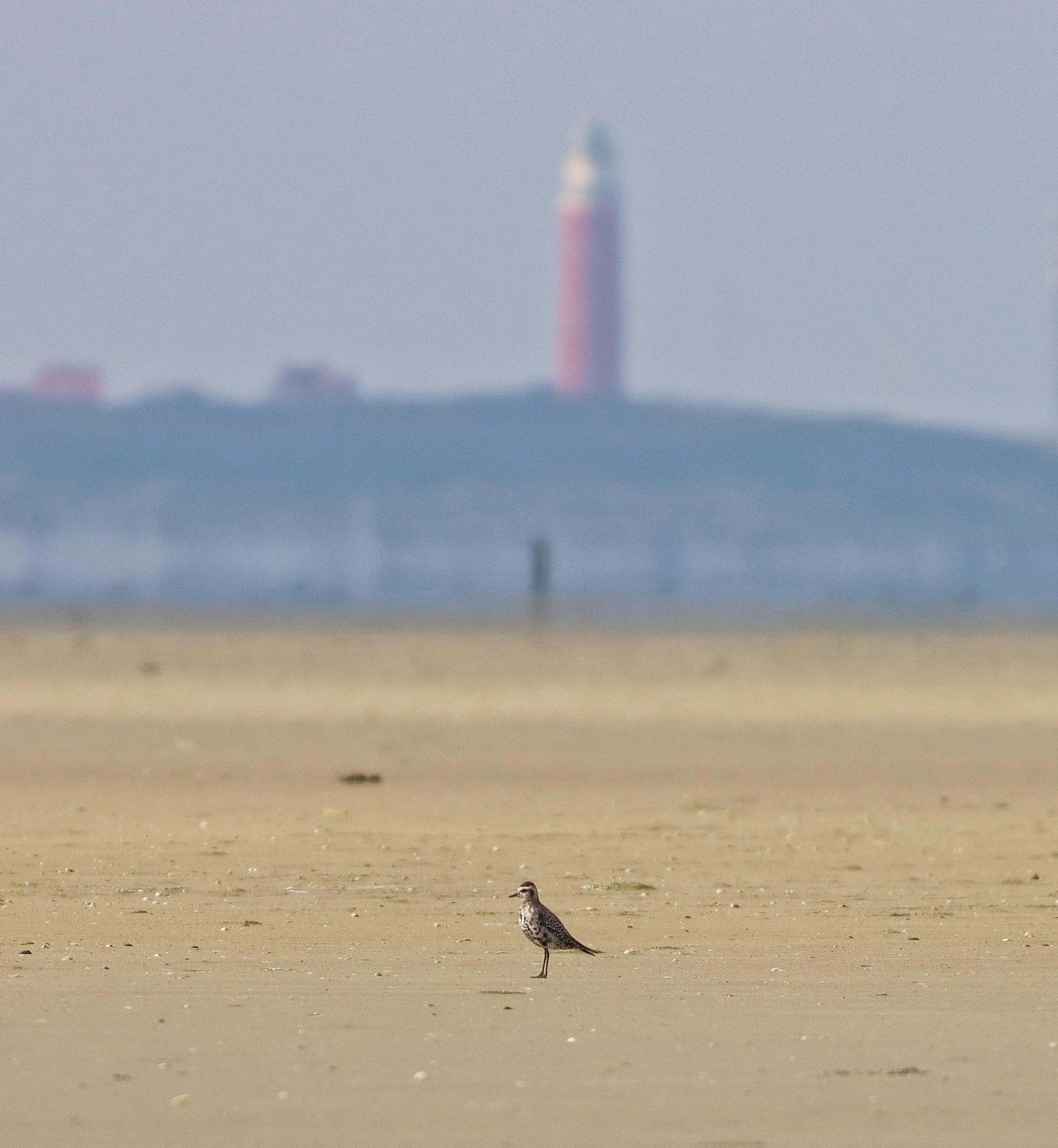 Amerikaanse Goudplevier 2025 09 27 Vliehors © Marchel Stienstra