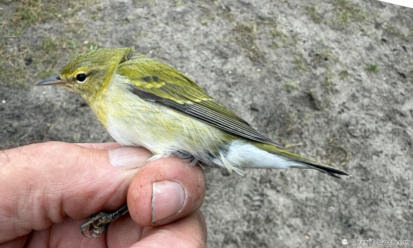 Tennesseezanger 2025 09 17 VRS Vlieland © Gerrit Bochem